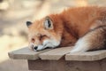 Red fox, Vulpes vulpes in Zao fox village, Miyagi, Japan. Royalty Free Stock Photo