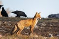 Red fox Vulpes vulpes in the wild Royalty Free Stock Photo