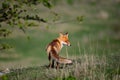 Red fox Vulpes vulpes. In the wilds Royalty Free Stock Photo