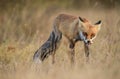 Red fox Vulpes vulpes. In the wilds Royalty Free Stock Photo