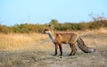 Red fox Vulpes vulpes. In the wilds Royalty Free Stock Photo