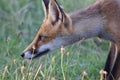 Red fox Vulpes vulpes. In the wilds Royalty Free Stock Photo