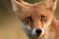 Red fox Vulpes vulpes. In the wilds Royalty Free Stock Photo