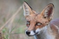 Red fox Vulpes vulpes. In the wilds Royalty Free Stock Photo