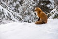 Red Fox sitting in the snow Royalty Free Stock Photo