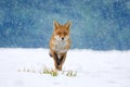 Red fox Vulpes vulpes on winter forest meadow in snowfall. Orange fur coat animal hunting in snow. Fox in winter nature. Royalty Free Stock Photo