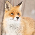 Red fox, vulpes vulpes, Fox in winter fur. Close up Royalty Free Stock Photo