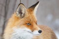 Red fox Vulpes vulpes in a winter landscape. Close up Royalty Free Stock Photo