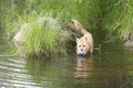 Red Fox Wading in a Quiet Lake