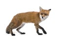 Red Fox walking against white background Royalty Free Stock Photo