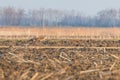 Red Fox Walking Through field, spring morning Vulpes vulpes Royalty Free Stock Photo