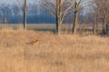 Red Fox Walking Through field, spring morning Vulpes vulpes Royalty Free Stock Photo