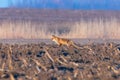 Red Fox Walking Through field, spring morning Vulpes vulpes Royalty Free Stock Photo