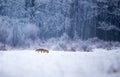 Red fox walking in forest on snow Royalty Free Stock Photo