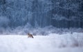 Red fox walking in forest on snow Royalty Free Stock Photo