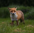 a red fox walking through the grass next to a forest Royalty Free Stock Photo