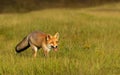 Red fox walking on a green grass Royalty Free Stock Photo