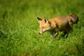 Red fox walking in green grass Royalty Free Stock Photo