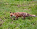 Red fox walking in a green grassy meadow Royalty Free Stock Photo