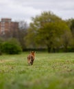 Red fox walking in a green grassy meadow Royalty Free Stock Photo