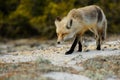 Red Fox Royalty Free Stock Photo
