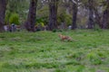Red fox walking in a lush field surrounded by trees Royalty Free Stock Photo