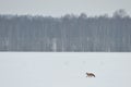 Red fox walking over the field Royalty Free Stock Photo