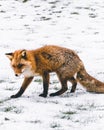 A red fox walking over snowy terrain