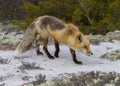 Red Fox Walking on a Sand Dune Royalty Free Stock Photo