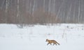 Red fox walking through the snow Royalty Free Stock Photo