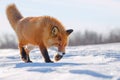 Red Fox is walking on the snow-covered tundra Royalty Free Stock Photo