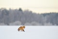 Red fox walking in winter Royalty Free Stock Photo