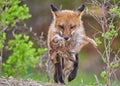 Red fox walking in the woods carrying a rabbit prey in its mouth with blur background Royalty Free Stock Photo