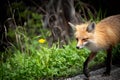 Red Fox and yellow flower Royalty Free Stock Photo