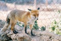 Red fox walks on stones in a zoo enclosure Royalty Free Stock Photo