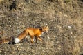 Red fox watching for preditors Royalty Free Stock Photo