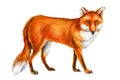 Red fox on white background, watercolor drawings, animals for print Royalty Free Stock Photo