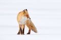 Red fox in white snow. Beautiful orange coat animal nature. Wildlife Europe. Detail close-up portrait of nice fox. Cold winter wit Royalty Free Stock Photo