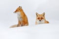 Red fox in white snow. Beautiful orange coat animal nature. Wildlife Europe. Detail close-up portrait of nice fox. Cold winter wit Royalty Free Stock Photo