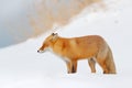 Red fox in white snow. Beautiful orange coat animal nature. Wildlife Europe. Detail close-up portrait of nice fox. Cold winter wit Royalty Free Stock Photo