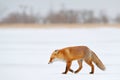 Red fox in white snow. Beautiful orange coat animal nature. Wildlife Europe. Detail close-up portrait of nice fox. Cold winter wit