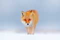 Red fox in white snow. Cold winter with orange fur fox. Hunting animal in the snowy meadow, Japan. Beautiful orange coat animal na Royalty Free Stock Photo