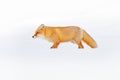 Red fox in white snow. Cold winter with orange fur fox. Hunting animal in the snowy meadow, Japan. Beautiful orange coat animal na Royalty Free Stock Photo