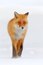 Red fox in white snow. Cold winter with orange fur fox. Hunting animal in the snowy meadow, Japan. Beautiful orange coat animal na Royalty Free Stock Photo