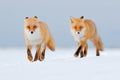 Two red fox in white snow. Cold winter with orange fur fox. Hunting animal in the snowy meadow, Japan. Beautiful orange coat anima Royalty Free Stock Photo