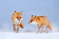 Red fox in white snow. Cold winter with orange furry fox, Japan. Beautiful orange coat animal in nature. Detail close-up portrait Royalty Free Stock Photo