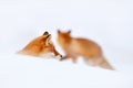 Red fox in white snow. Cold winter with orange furry fox, Japan. Beautiful orange coat animal in nature. Detail close-up portrait Royalty Free Stock Photo