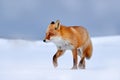 Red fox in white snow. Cold winter with orange furry fox, Japan. Beautiful orange coat animal in nature. Detail close-up portrait Royalty Free Stock Photo