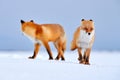 Red fox in white snow. Cold winter with orange furry fox, Japan. Beautiful orange coat animal in nature. Detail close-up portrait Royalty Free Stock Photo