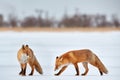 Red fox in white snow. Cold winter with orange furry fox, Japan. Beautiful orange coat animal in nature. Detail close-up portrait Royalty Free Stock Photo